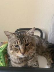 Found/Stray Male Cat last seen Found in apmt complex near Jay Blanchard Park, Union Park, FL 32817