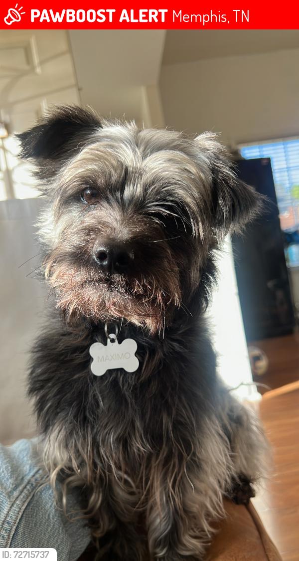 Lost Male Dog last seen Reese road, Memphis, TN 38133
