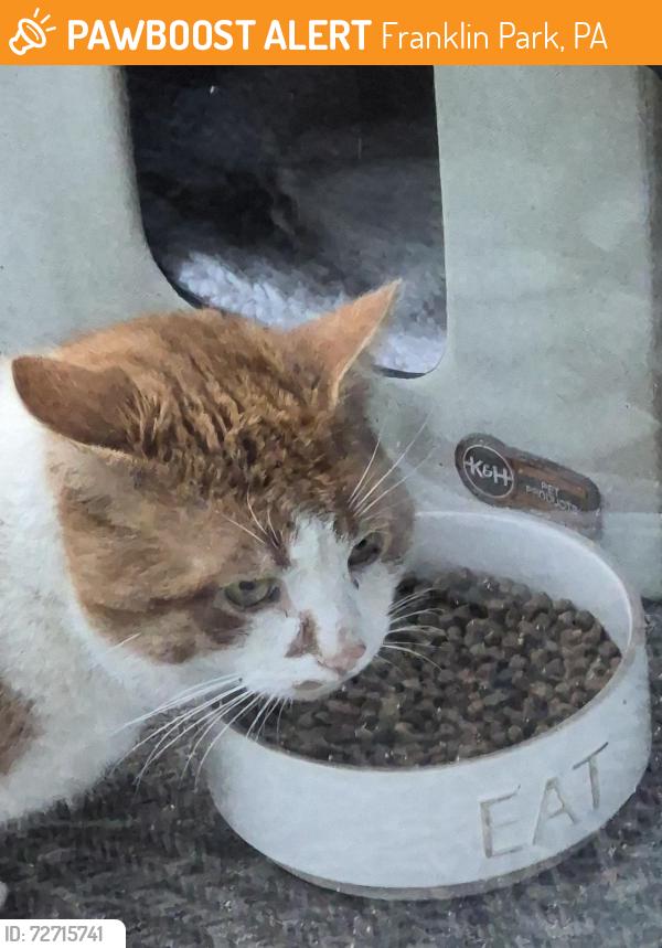 Found/Stray Unknown Cat last seen Across from Orchard Hill Church, Franklin Park, PA 15090