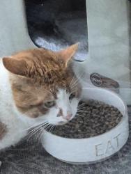 Found/Stray Unknown Cat last seen Across from Orchard Hill Church, Franklin Park, PA 15090