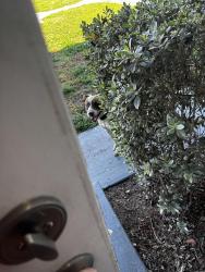 Lost Male Dog last seen Venetian st , Miramar, FL 33023