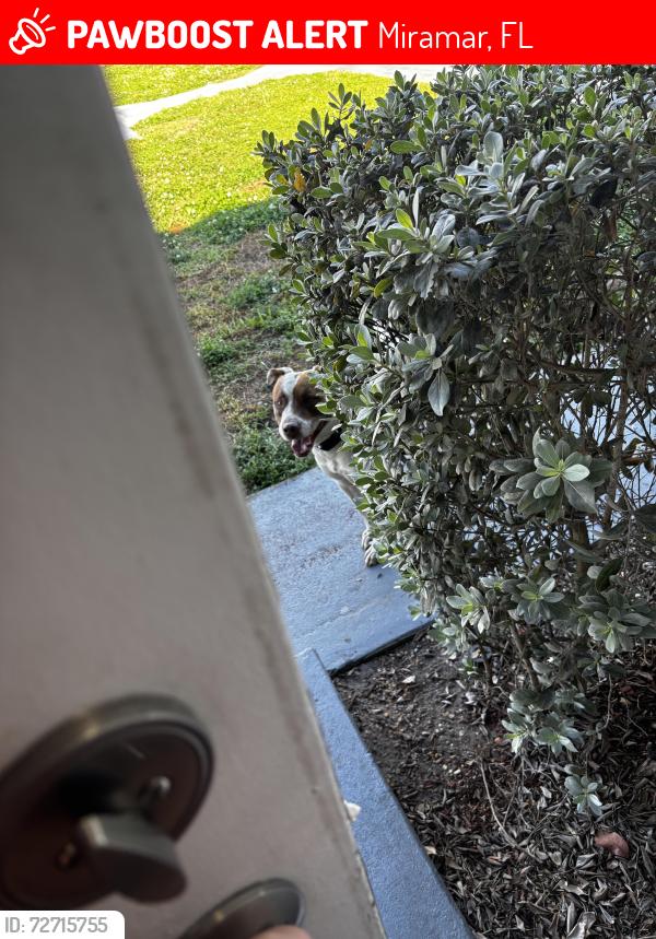 Lost Male Dog last seen Venetian st , Miramar, FL 33023
