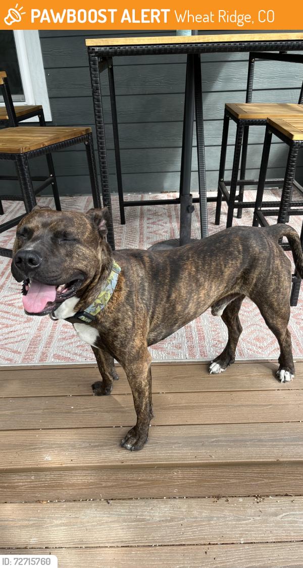 Found/Stray Male Dog last seen 29th and Chase , Wheat Ridge, CO 80033