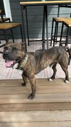 Found/Stray Male Dog last seen 29th and Chase , Wheat Ridge, CO 80033