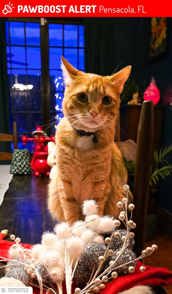 Lost Male Cat last seen Stanley and De Soto, Pensacola, FL 32503
