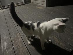 Found/Stray Male Cat last seen Franklin and bloomington, Minneapolis, MN 55404