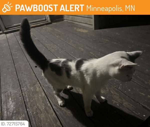 Found/Stray Male Cat last seen Franklin and bloomington, Minneapolis, MN 55404