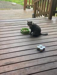 Found/Stray Unknown Cat last seen Landover Dr and 21st, Vancouver, WA 98684