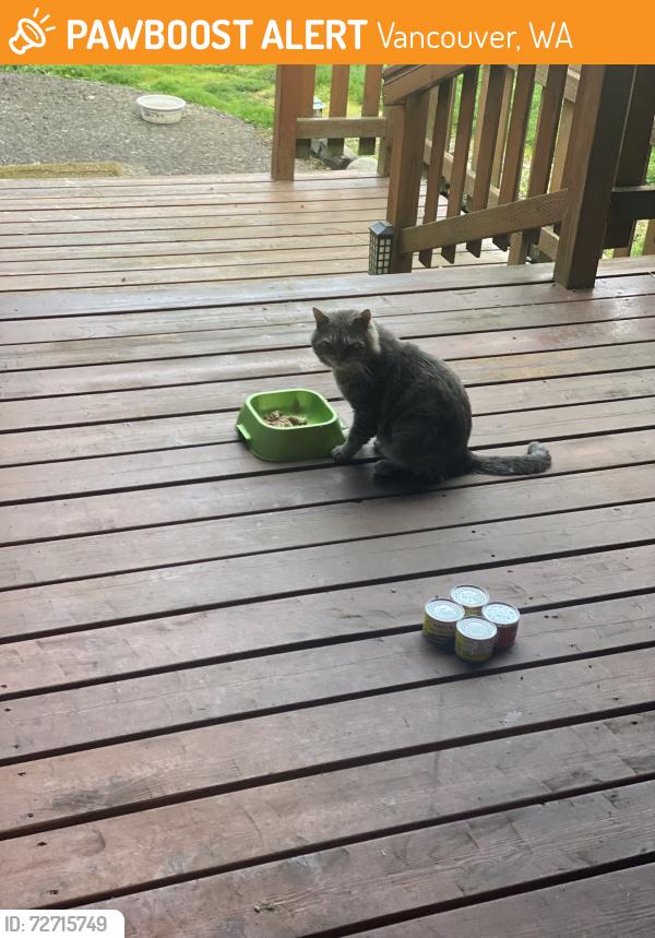 Found/Stray Unknown Cat last seen Landover Dr and 21st, Vancouver, WA 98684
