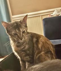 Lost Female Cat last seen RINEHARDT RD. Mooresville , Mooresville, NC 28115