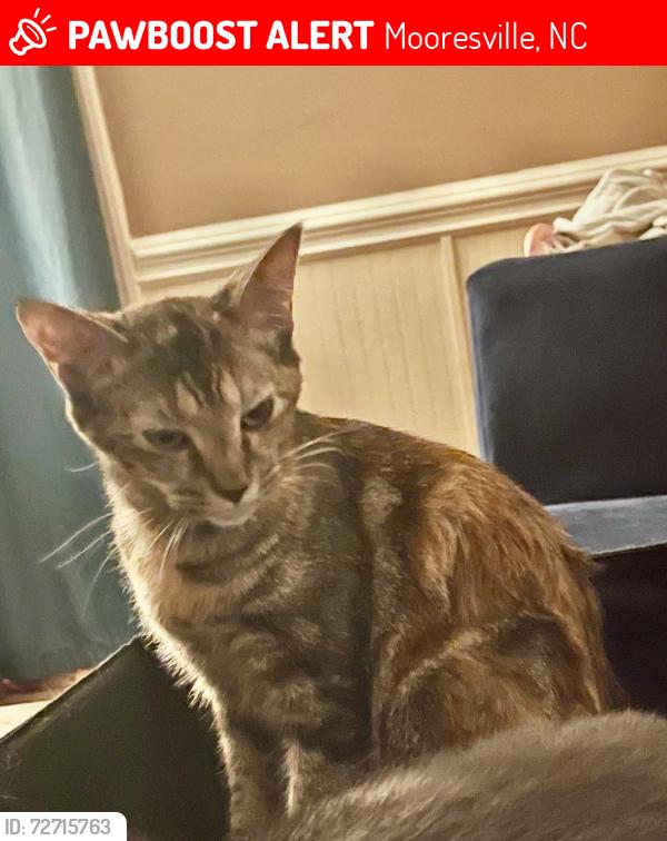 Lost Female Cat last seen RINEHARDT RD. Mooresville , Mooresville, NC 28115