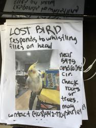 Lost Female Bird last seen Andromeda Circle and surrounding neighborhoods., Fremont, CA 94538