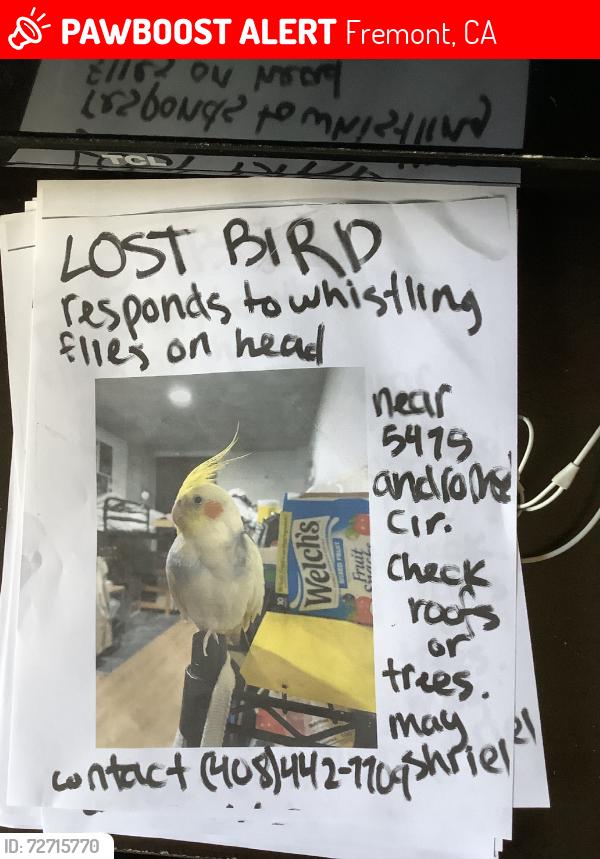 Lost Female Bird last seen Andromeda Circle and surrounding neighborhoods., Fremont, CA 94538