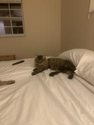 Lost Female Cat last seen Westfield Ave, Spring Hill, FL 34607