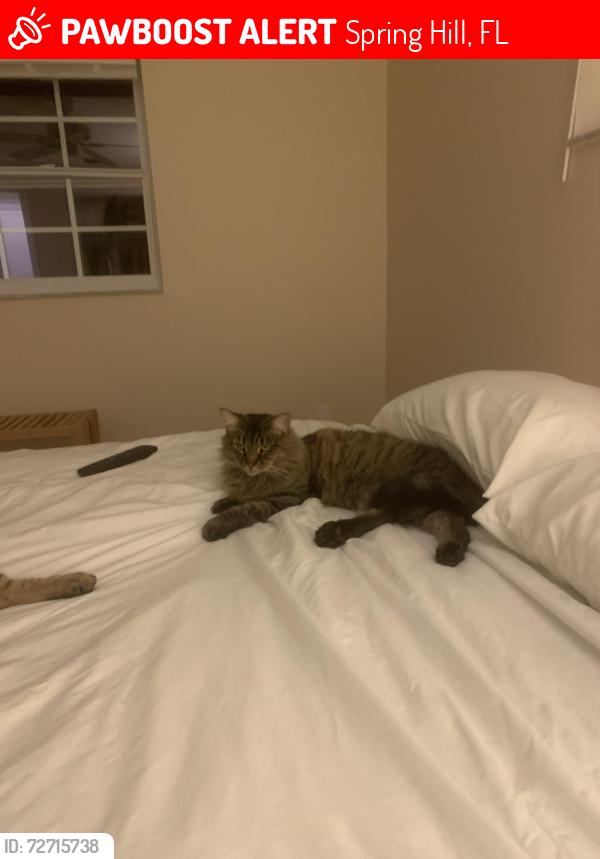 Lost Female Cat last seen Westfield Ave, Spring Hill, FL 34607