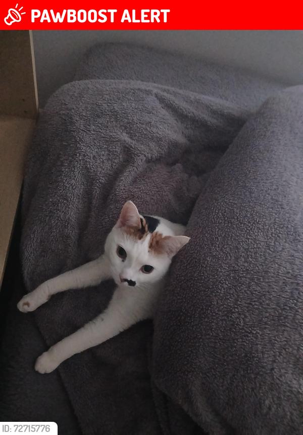 Lost Female Cat last seen Darlaston road, West Midlands, England WS2 9SF