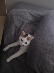 Lost Female Cat last seen Darlaston road, West Midlands, England WS2 9SF