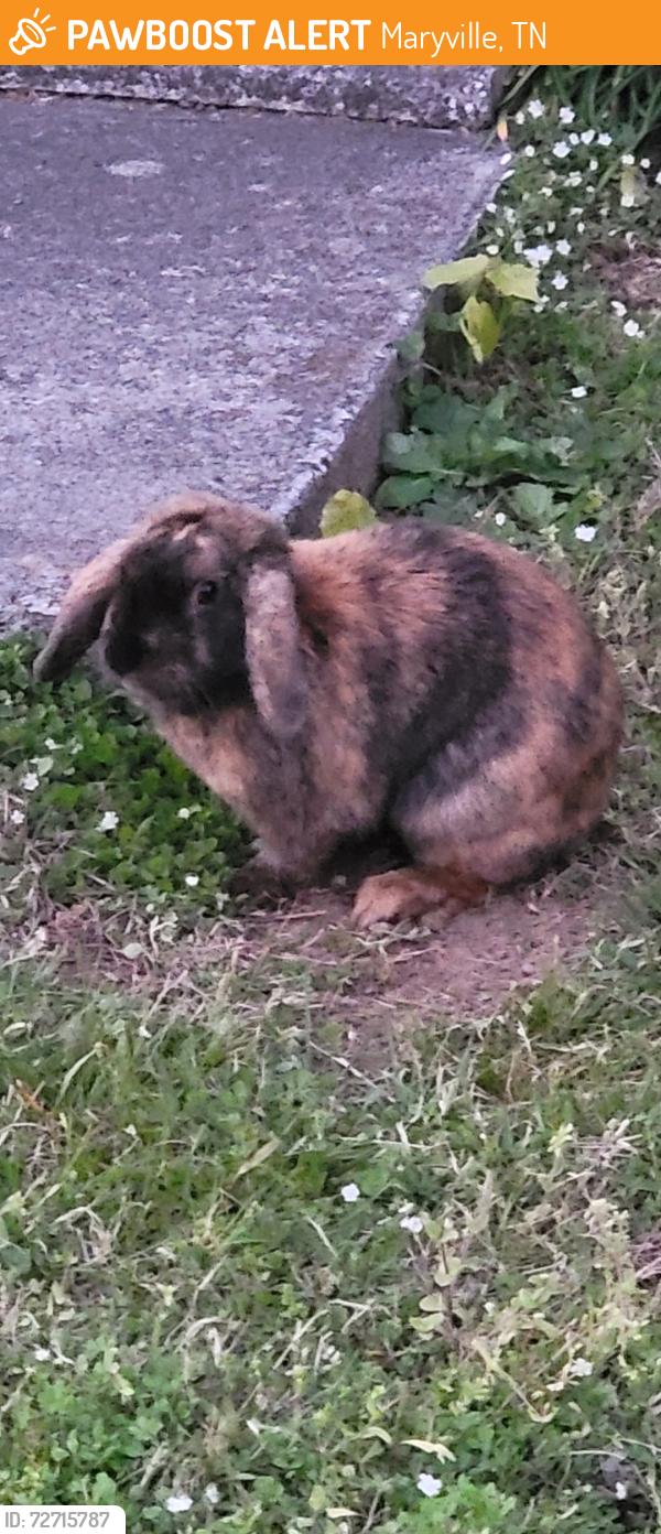 Found/Stray Unknown Rabbit last seen Sevierville Road Maryville, Maryville, TN 37804