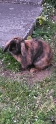 Found/Stray Unknown Rabbit last seen Sevierville Road Maryville, Maryville, TN 37804