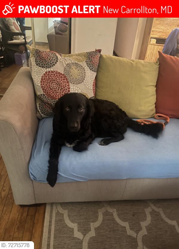 Lost Female Dog last seen Near apmt building , New Carrollton, MD 20784