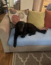 Lost Female Dog last seen Near apmt building , New Carrollton, MD 20784