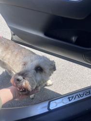 Found/Stray Male Dog last seen near the police station, White House, TN 37188