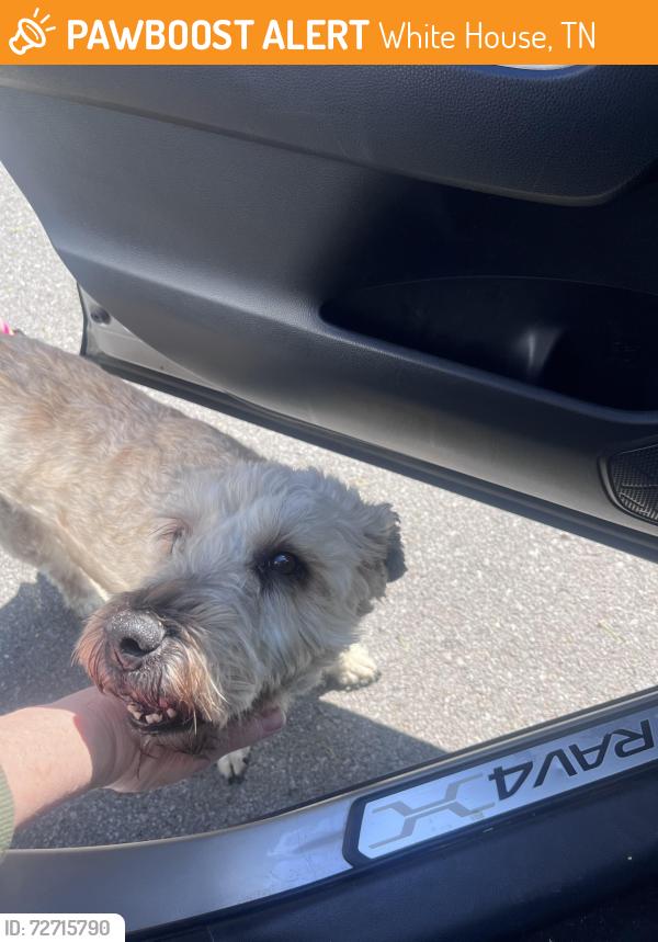 Found/Stray Male Dog last seen near the police station, White House, TN 37188