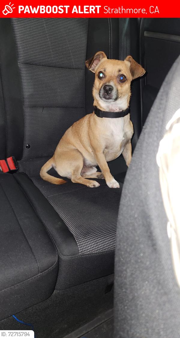 Lost Male Dog last seen Ave 200 strathmore ca , Strathmore, CA 93267