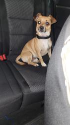 Lost Male Dog last seen Ave 200 strathmore ca , Strathmore, CA 93267