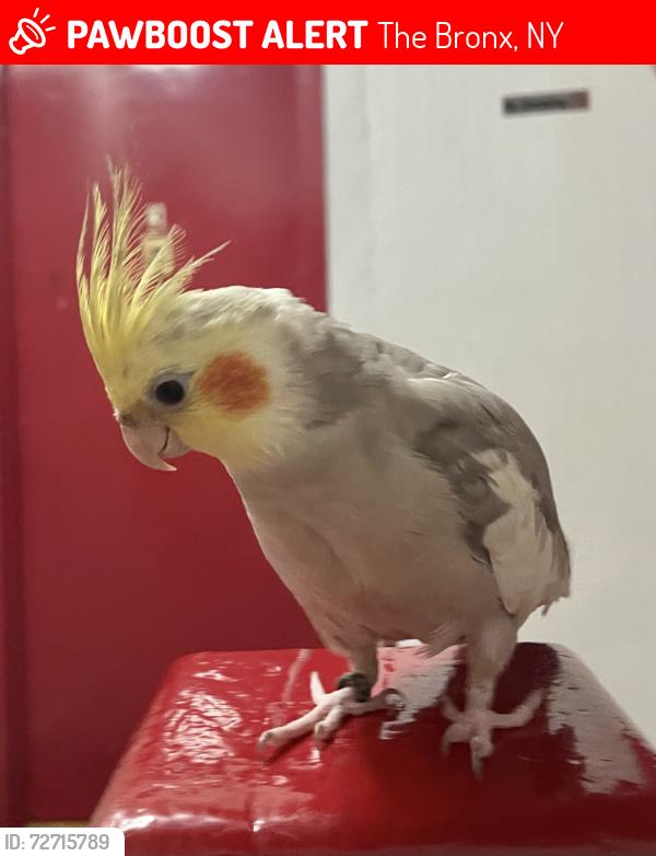 Lost Male Bird last seen Longfellow ,Whitlock Ave, concrete plant park , The Bronx, NY 10474