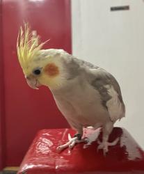 Lost Male Bird last seen Longfellow ,Whitlock Ave, concrete plant park , The Bronx, NY 10474