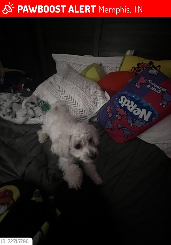 Lost Male Dog last seen Amberly way by the school Dexter k-8, Memphis, TN 38018