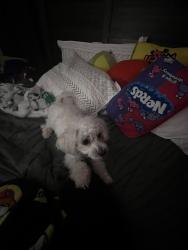 Lost Male Dog last seen Amberly way by the school Dexter k-8, Memphis, TN 38018