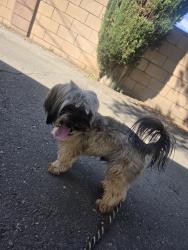 Found/Stray Male Dog last seen Alvarado and garey, Pomona, CA 91767