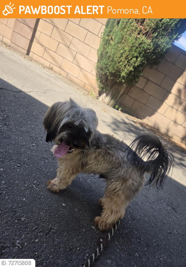 Found/Stray Male Dog last seen Alvarado and garey, Pomona, CA 91767