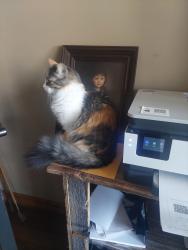 Lost Female Cat last seen Brittany St and Lewood, Plainfield, Plainfield, IL 60586