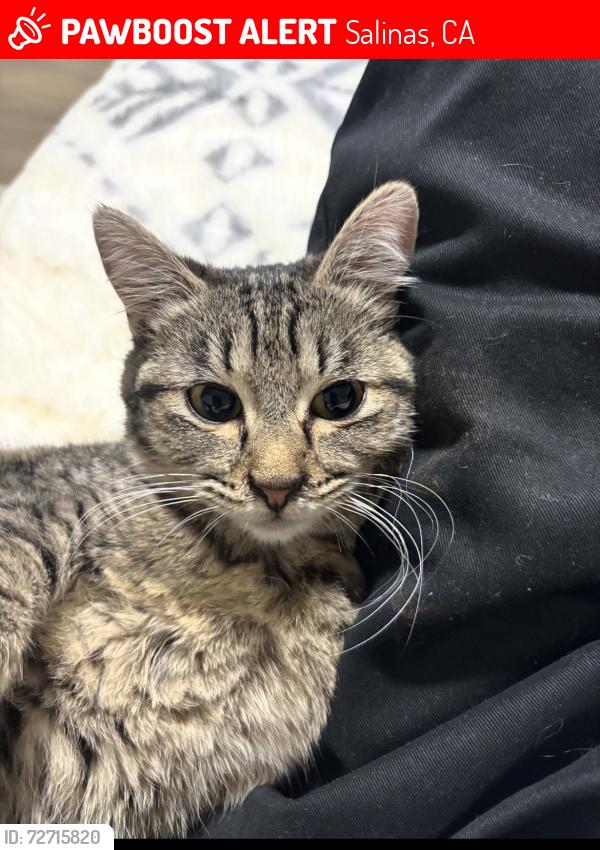 Lost Female Cat last seen Linwood, Salinas, CA 93906