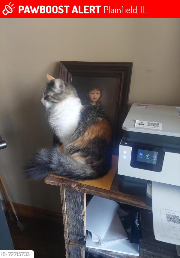 Lost Female Cat last seen Brittany St and Lewood, Plainfield, Plainfield, IL 60586
