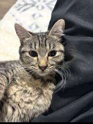 Lost Female Cat last seen Linwood, Salinas, CA 93906