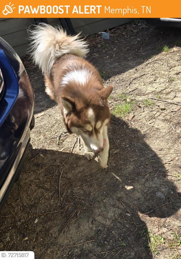 Found/Stray Male Dog last seen At Isabelle & Bowen, Memphis, TN 38122