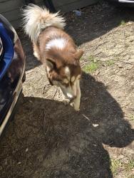 Found/Stray Male Dog last seen At Isabelle & Bowen, Memphis, TN 38122
