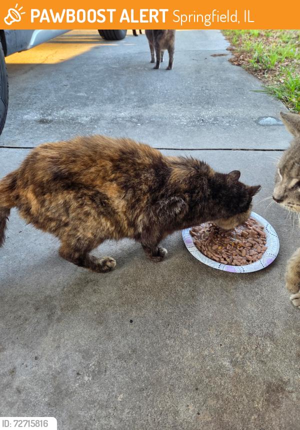 Found/Stray Unknown Cat last seen Sycamore treedrive, Alafaya, FL 32828