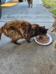 Found/Stray Unknown Cat last seen Sycamore treedrive, Alafaya, FL 32828