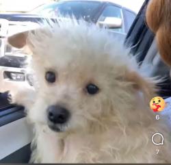 Lost Male Dog last seen Green acres church, Tyler, TX 75701