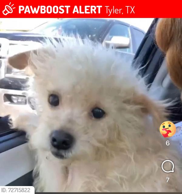 Lost Male Dog last seen Green acres church, Tyler, TX 75701