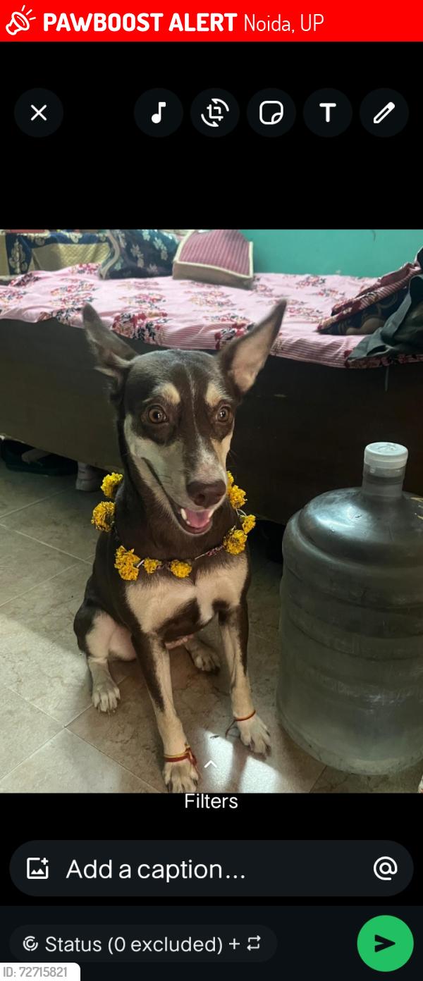 Lost Female Dog last seen Near highway, hotel, Noida, UP 