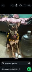 Lost Female Dog last seen Near highway, hotel, Noida, UP 