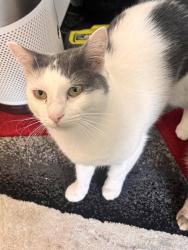Lost Male Cat last seen American shor5hair, Fort Lauderdale, FL 33334