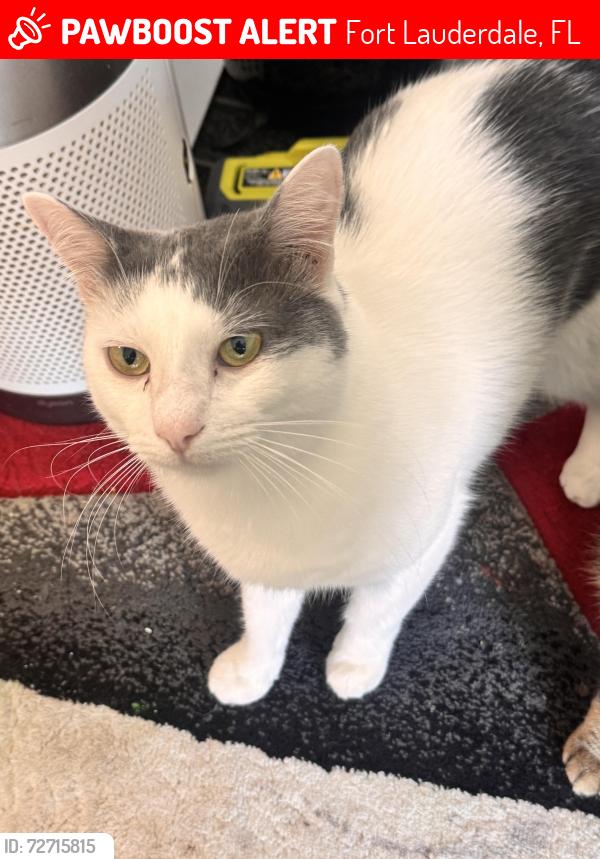 Lost Male Cat last seen American shor5hair, Fort Lauderdale, FL 33334