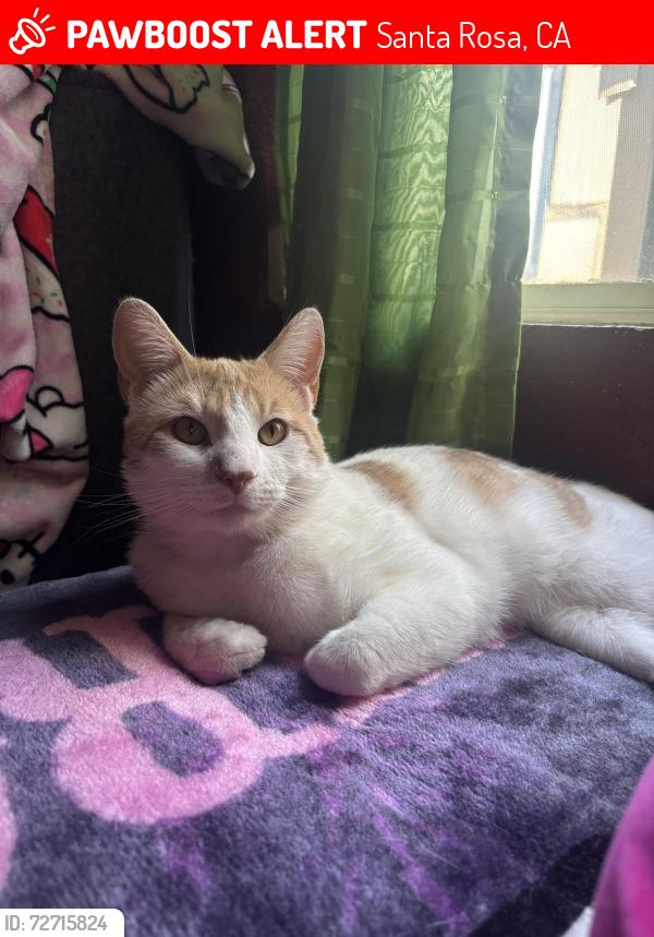 Lost Male Cat last seen In the trailer park western mobile s , Santa Rosa, CA 95407